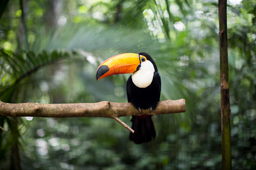 Vinpearl safari Phú Quốc