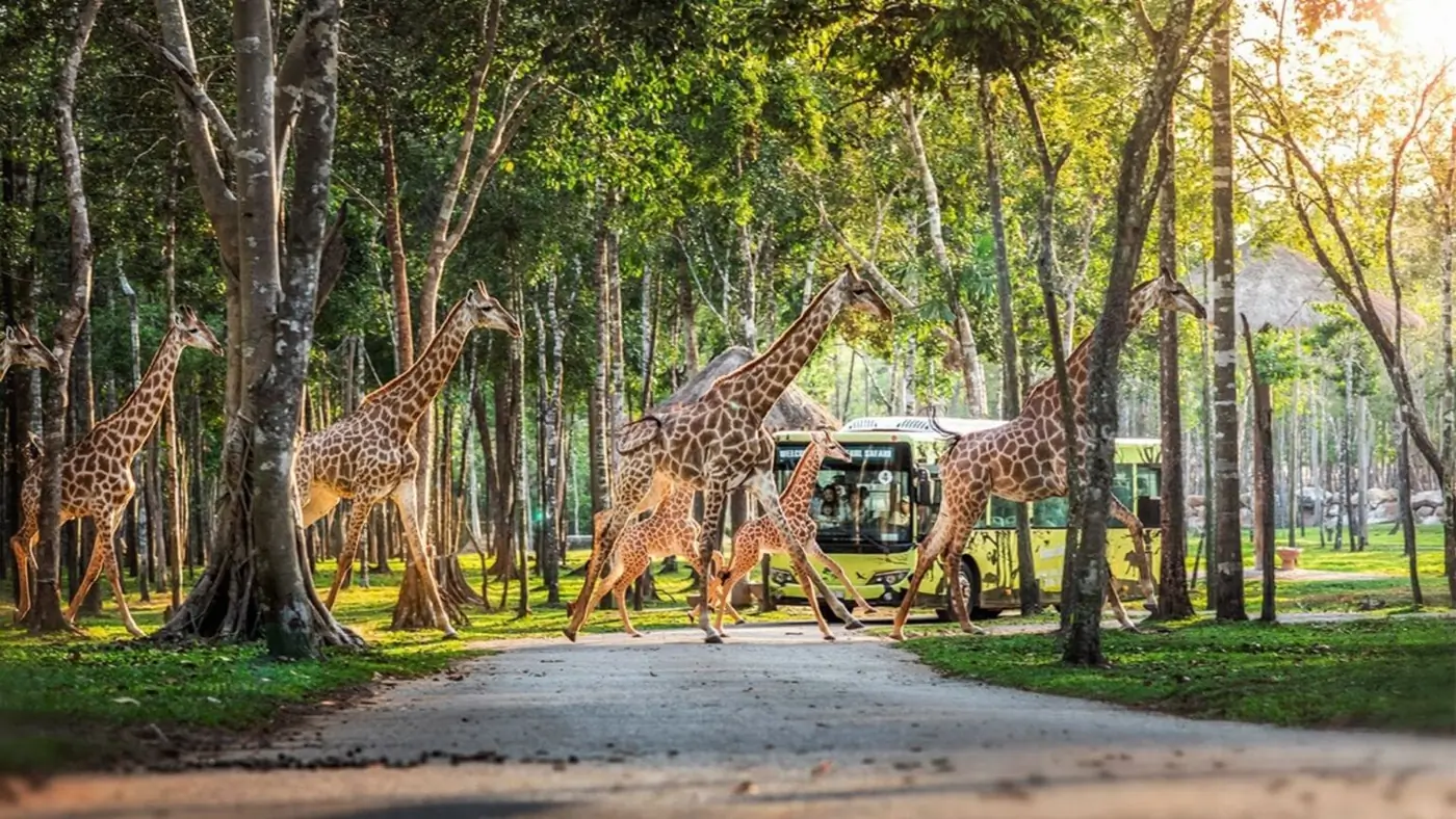 Đàn hươu cao cổ đi cạnh xe buýt tham quan ở Vinpearl Safari