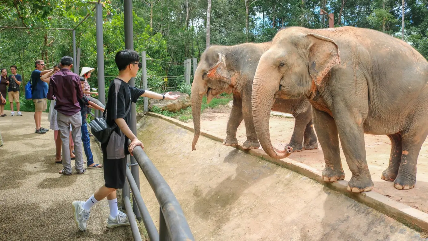 Du khách đứng sau lan can xem voi ở Vinpearl Safari Phú Quốc