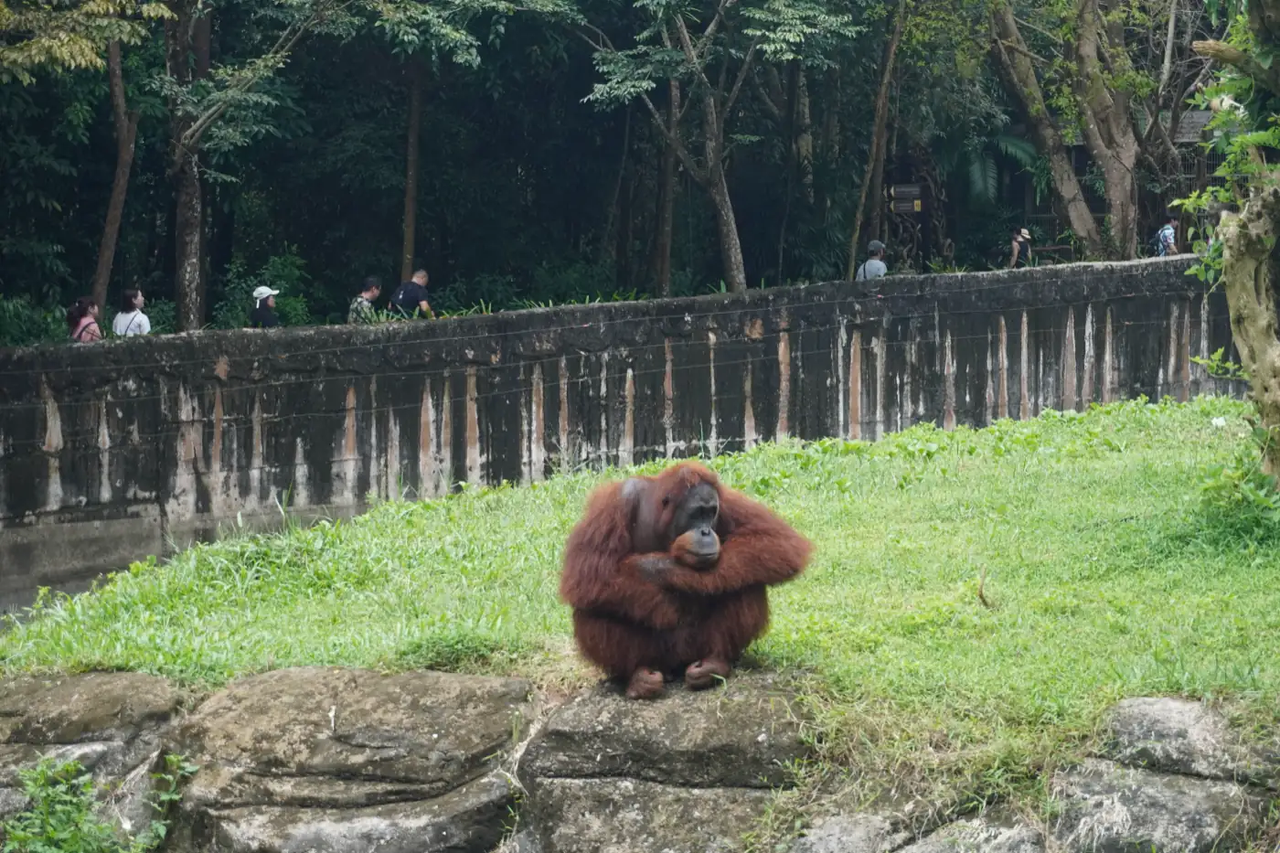 Đười ươi ngồi trên bãi cỏ trong khu bán hoang dã Vinpearl Safari