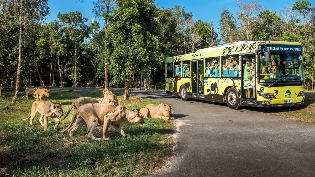 Xe buýt tham quan chạy ngang đàn sư tử trong Vinpearl Safari
